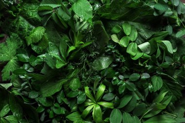 Arka plan olarak yeşil yapraklar, yaratıcı düzen. Doğa, eko, çevre kavramı.