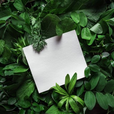 Kağıtları boş olan yeşil yapraklardan oluşan yaratıcı bir düzen. Doğa, eko, çevre kavramı.