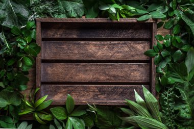 Yeşil yapraklar ve kırsal ahşap arka plan, yaratıcı düzen, kopyalama alanı. Doğa, eko, çevre kavramı.