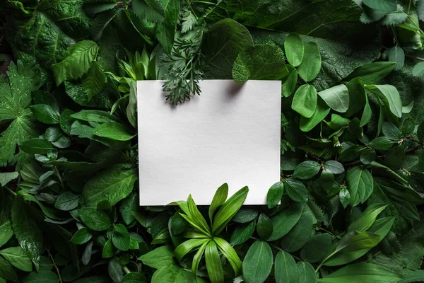 Layout Criativo Feito Folhas Verdes Com Papel Cartão Branco Natureza — Fotografia de Stock