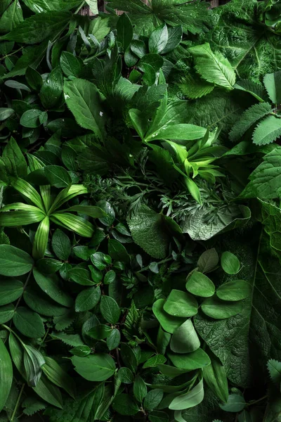 Green Leaves Background Creative Layout Nature Eco Environment Concept — Stock Photo, Image