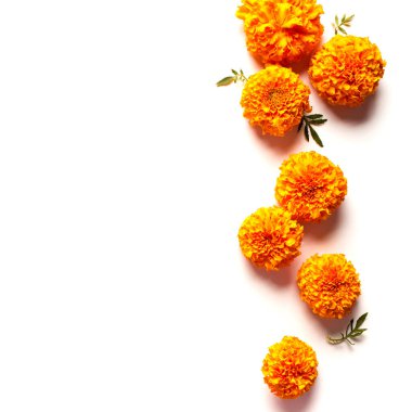 Marigold sarı çiçekleri beyaz arka planda izole edilmiş, yaratıcı düz döşeme, kopyalama alanı. Çin güz festivali ortasında kadife çiçekli konsept.