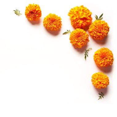 Marigold sarı çiçekleri beyaz arka planda izole edilmiş, yaratıcı düz döşeme, kopyalama alanı. Çin güz festivali ortasında kadife çiçekli konsept.