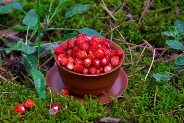 Wild strawberries  in forest — Stock Photo, Image