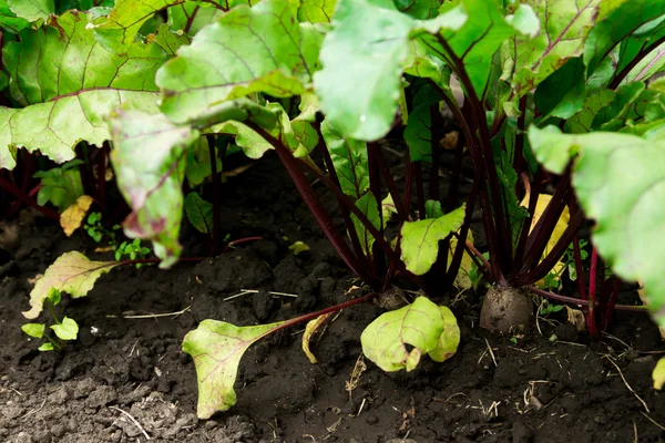 Beetroot patch — Stock Photo, Image
