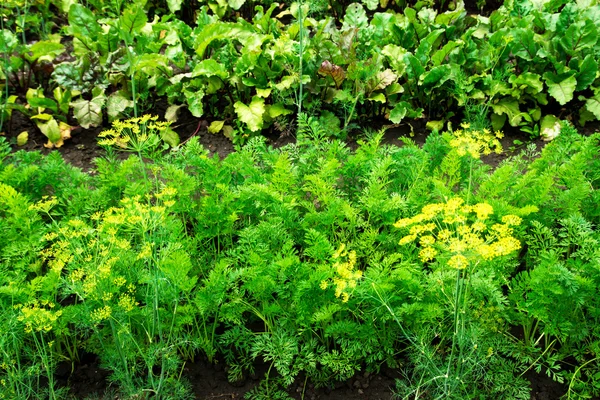 Parches de verduras — Foto de Stock