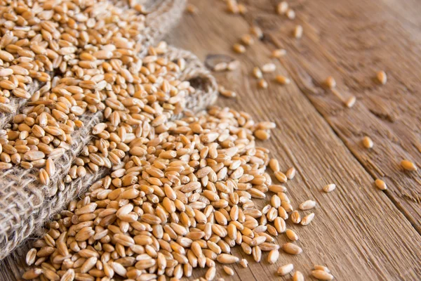 Sementes de trigo (grãos ) — Fotografia de Stock