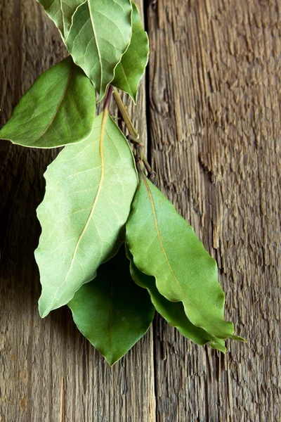 Bay leaves — Stock Photo, Image