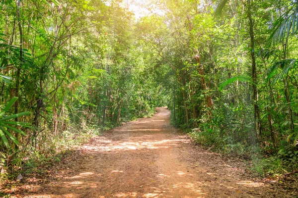 Dirt Road Jungle Tropical Rainforest Sunlight Challenge Concept — Stock Photo, Image