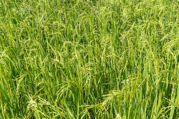 Closed Rice Spike Seed Paddy Field — Stock Photo, Image