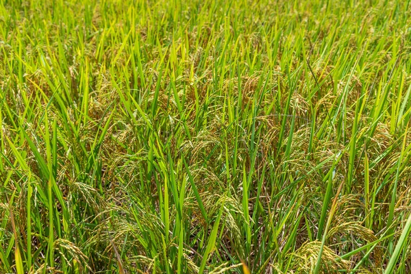 Closed Rice Spike Seed Paddy Field — Stock Photo, Image