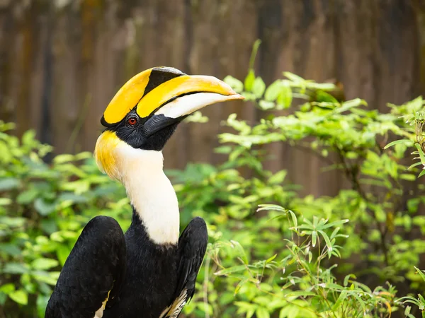 Great Hornbill (Buceros bicornis) — Stock Photo, Image