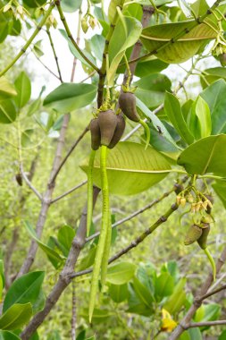 meyve veya tohum ile stilted mangrov (rhizophora stylosa)