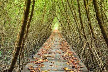 Ağaç tünel ve mangrov ahşap köprü 