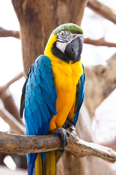 Blue-and-Yellow Macaw (Ara ararauna) — Stock Photo, Image