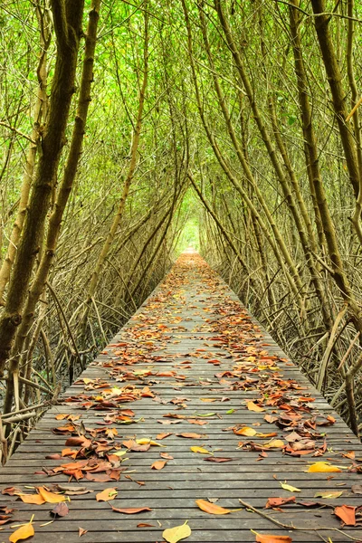 Tree tunnel and wooden bridge in mangrove — Stock Photo, Image