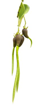 meyve veya tohum ile stilted mangrov (rhizophora stylosa)