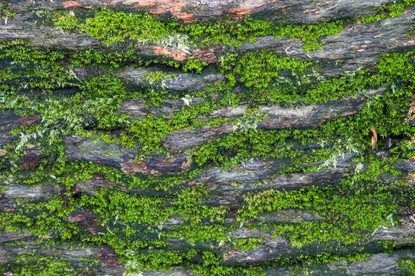 Moss on wood background — Stock Photo, Image