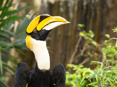 büyük Kartallar (buceros bicornis)