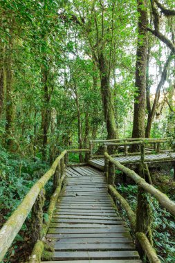 Yağmur ormanlarında, Doi Inthanon Milli Parkı, Chian ahşap yürüme yolu