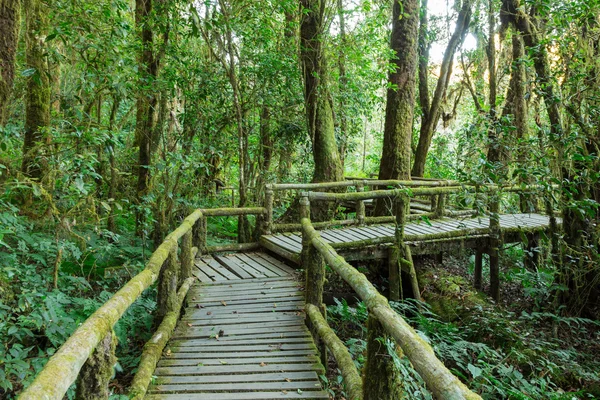 Wooden walkway in rain forest, Doi Inthanon national park, Chian — Stock Photo, Image