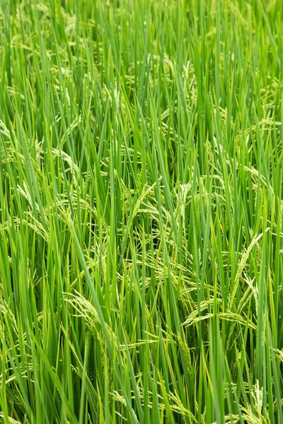 Rice plant in the field with seed — Stock Photo, Image