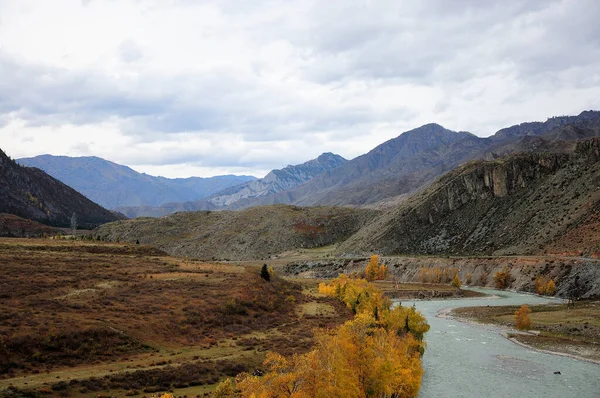 A calm mountain river flows through a valley covered with coniferous forest in early autumn, surrounded by a high mountain range. Katun, Altai, Siberia, Russia.