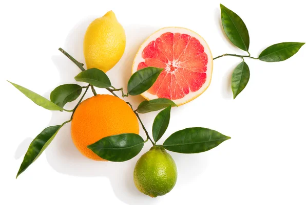 Twig with citrus fruits — Stock Photo, Image
