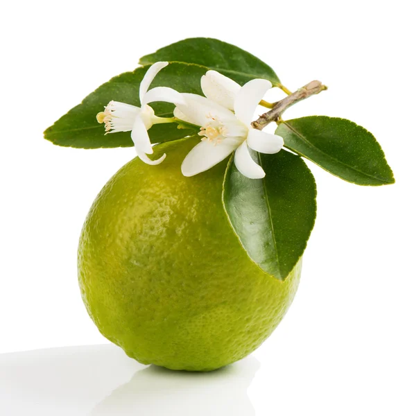 Limão com flor — Fotografia de Stock