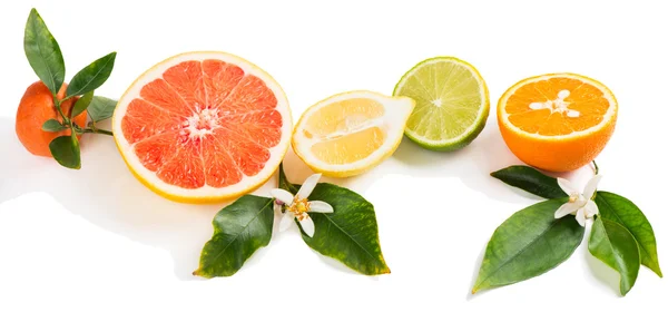 Fresh Citrus Fruits. — Stock Photo, Image