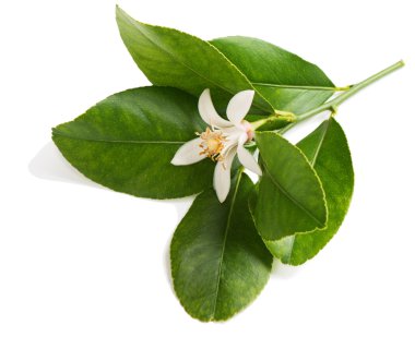 Limon ağacı dal