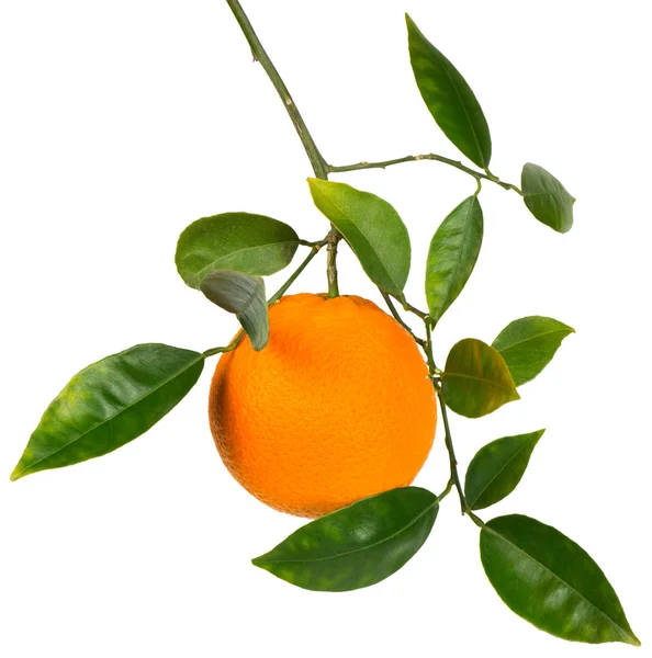 Tak met oranje fruit. — Stockfoto