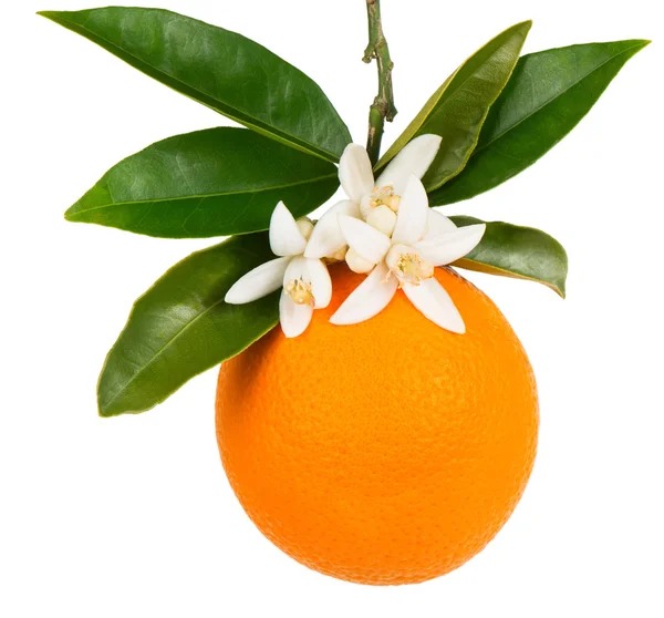 Оранжевая ветка с одним апельсином — стоковое фото