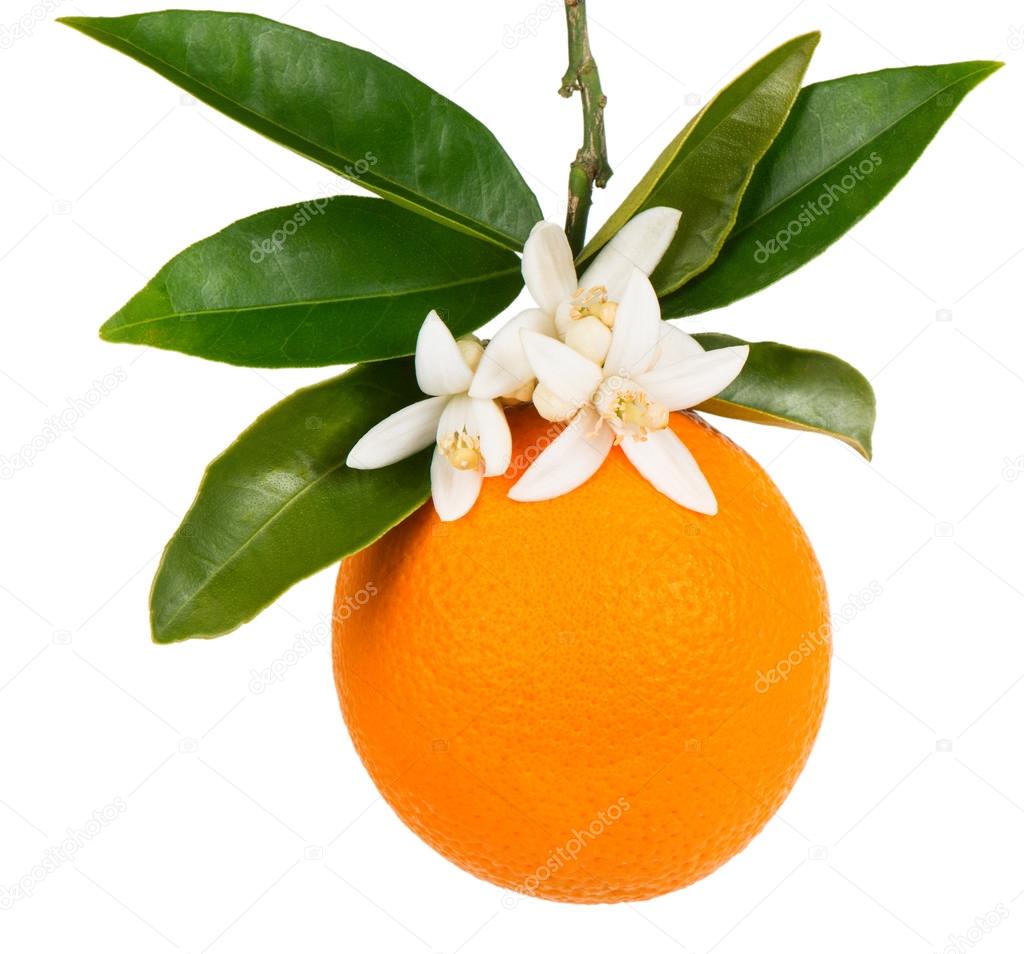 Orangetree branch with one orange — Stock Photo © Denira 109311188