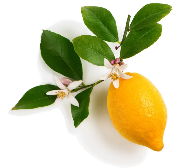 Lemon with flowers — Stock Photo, Image