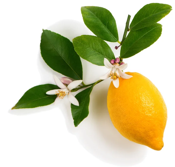 Limone con fiori — Foto Stock