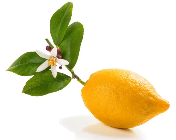 Limone con fiore . — Foto Stock