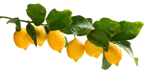 A few lemons on the branch. — Stock Photo, Image