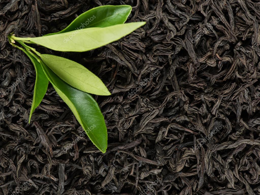 Чайная листва. Чай Леаф. Чайное дерево Ассам. Чайный лист Чаба. Зеленый чай листья.