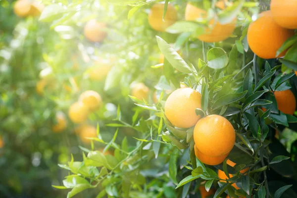 Oranžové stromy s ovocem — Stock fotografie