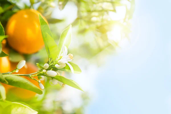 Primavera en un jardín naranja . — Foto de Stock