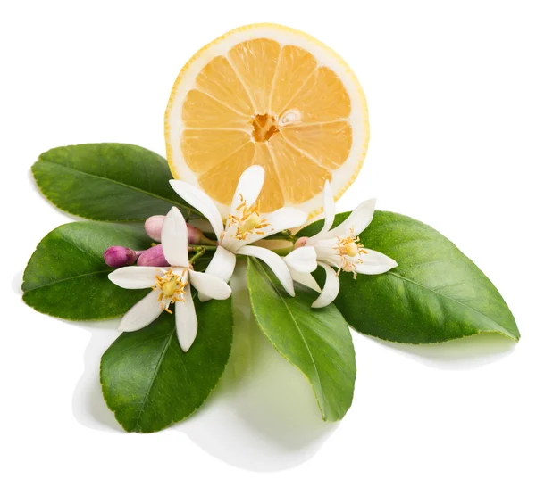 Lemon blossom and half of lemon fruit — Stock Photo, Image