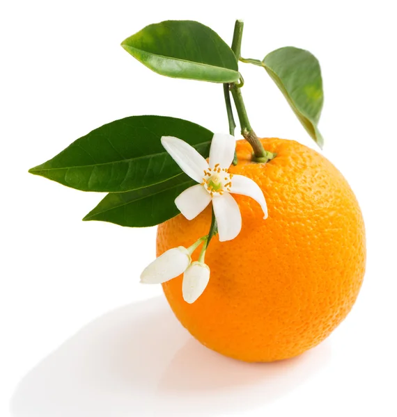 Orange flowers, buds and fruit — Stock Photo, Image