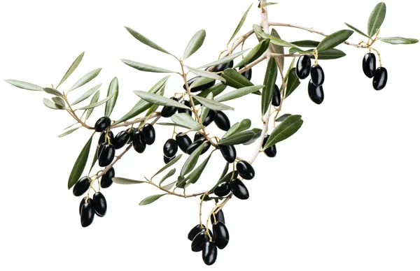 Olive sprig with black fruits over white — Stock Photo, Image