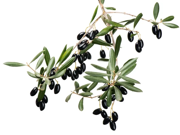 Olive takje met zwarte vruchten over Wit — Stockfoto