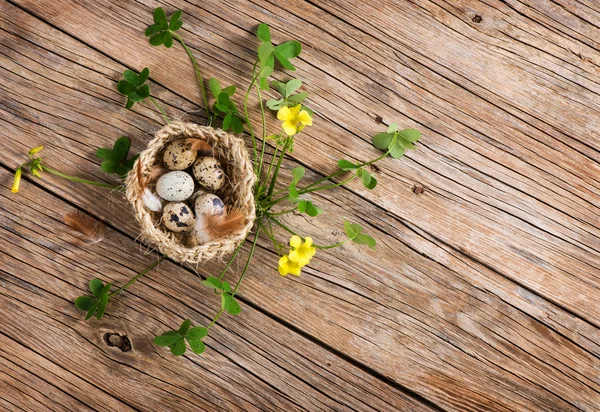 Nest with easter eggs — Stock Photo, Image