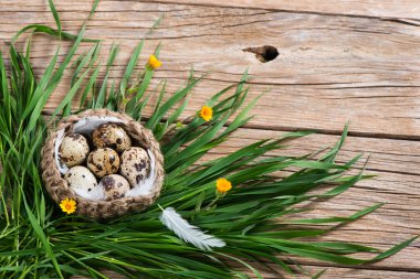 Bıldırcın yumurta Paskalya dekorasyon