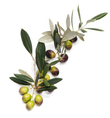 Bir dal üzerinde ham zeytin