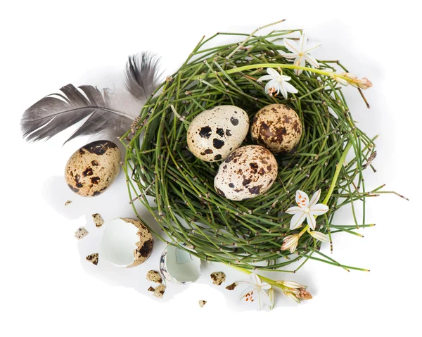 Easter egg nest, top view — Stock Photo, Image