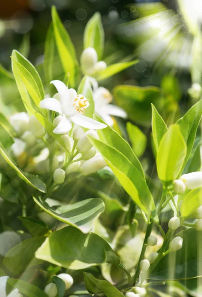 Turuncu çiçek açması ağaç